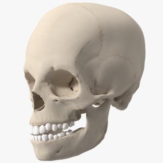 Boy Anatomy Skull 3D