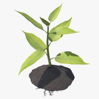 Young Plant with Roots 3D