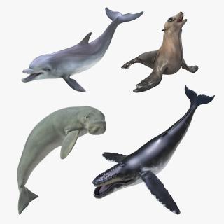 Marine Mammals Rigged Collection 3 3D model