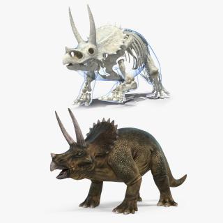 3D Triceratops with Skeleton Fossil Collection model