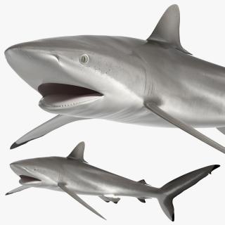 Silky Shark or Carcharhinus Falciformis 3D model