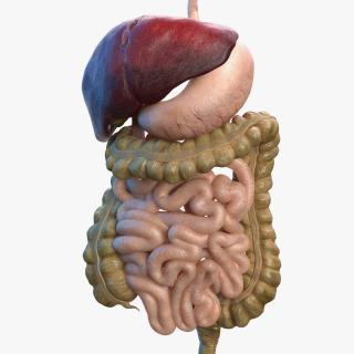 Human Digestive System 3D