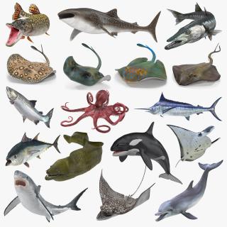 3D Rigged Fishes Collection 5