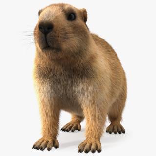 Marmot Rigged Fur 3D