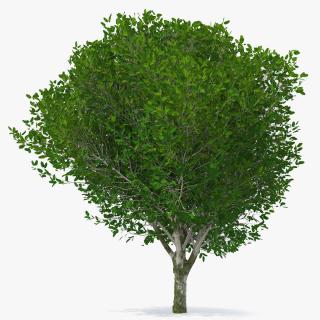 Calophyllum Antillanum 3D