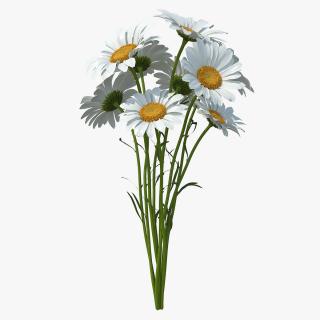 3D Bouquet of Chamomile Flowers model