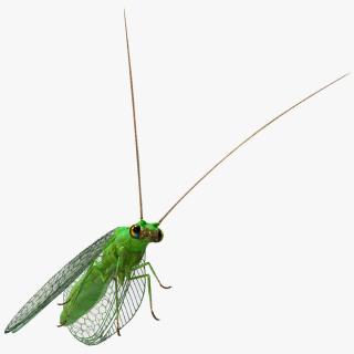 3D model Insect Green Lacewing Fur