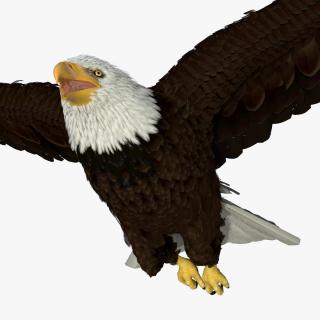 3D model Bald Eagle in Flight