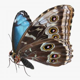 3D Morpho Peleides Butterfly Rigged with Fur