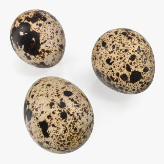 3D model Quail Eggs 3D Models