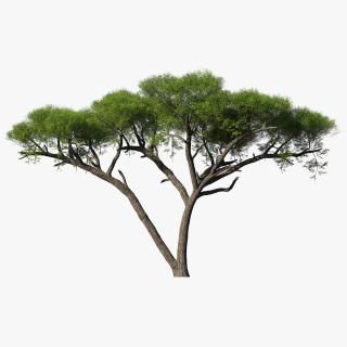 African Acacia Tree 3D model