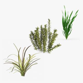 3D Aquarium Plants Collection