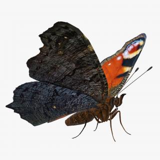 3D European Peacock Butterfly Rigged model