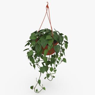 Philodendron Scandens Plant in Hanging Pot 3D