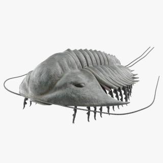 3D model Trilobite Fur Rigged