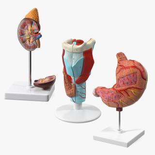 Medical Models Collection 2 3D