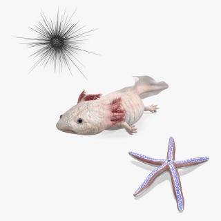 Sea Creatures Collection 3D model