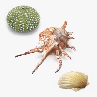 3D Sea Shells Collection 6 model