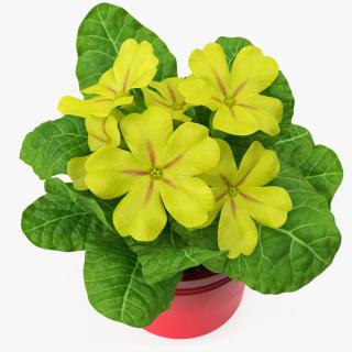 Potted Primrose Common Yellow 3D model