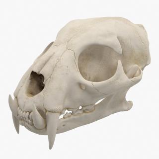 3D Tiger Skull