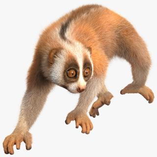 3D model Sunda Slow Loris Fur