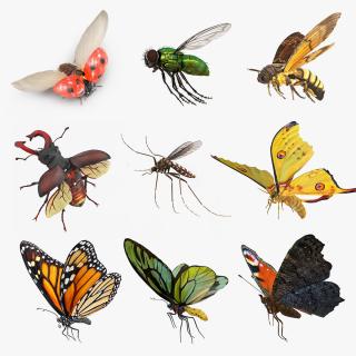 Flying Insects Collection 4 3D