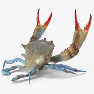 3D model Blue Crab Fight Pose