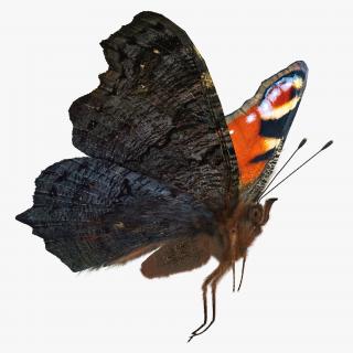 3D Peacock Butterfly Flying Pose with Fur model