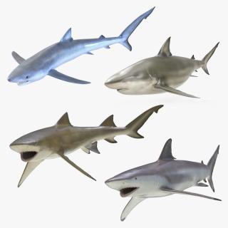 3D Rigged Sharks Collection 2