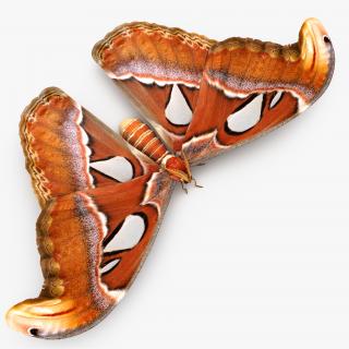 3D Atlas Moth Sitting Pose model