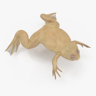 Xenopus African Clawed Toad Rigged 3D model