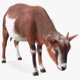 3D Goat on Pasture Brown-White Fur