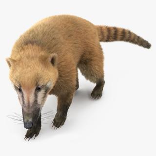 Walking Coati Fur 3D