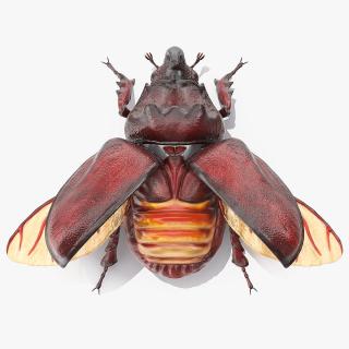 3D Oryctes Nasicornis Rhinoceros Beetle