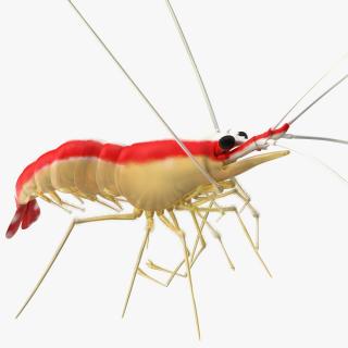 3D Scarlet Cleaner Shrimp Fur