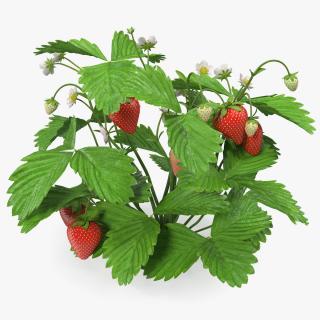 3D Bush of Strawberry Plant with Fruits