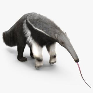 Anteater Rigged Fur 3D model