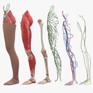 3D Realistic Leg Anatomy Female model