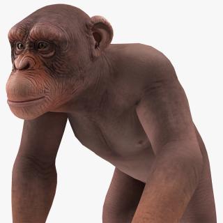 Walking Light Chimpanzee 3D model