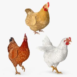 3D Rigged Chickens Collection