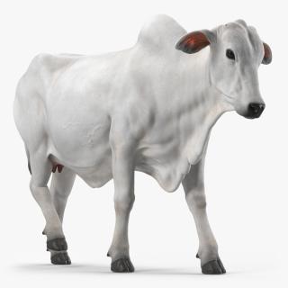 White Cow Female Walking 3D model