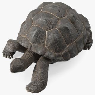 3D Giant Turtle Lying Down Pose model