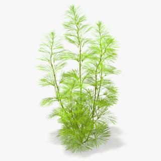 Cabomba Caroliniana Aquarium Plant 3D model