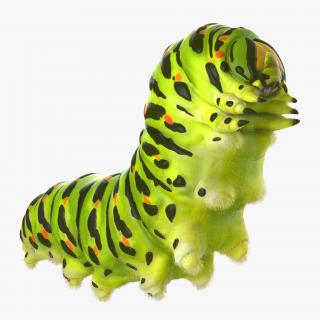 3D Papilio Machaon Caterpillar Creeps with Fur model