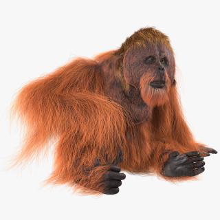 Tired Sitting Orangutan Fur 3D