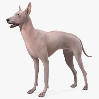 3D Xolo Hairless Mexican Dog Fawn Rigged for Maya