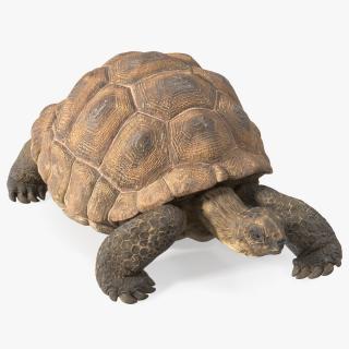 3D model Dirty Huge Tortoise Lying Pose