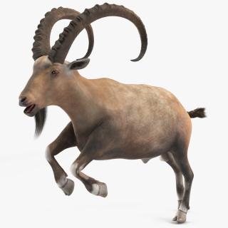 Alpine Ibex Rigged for Cinema 4D 3D