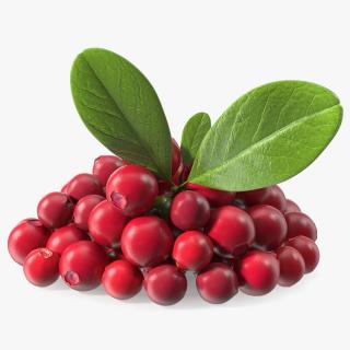 Bunch of Cranberries with Leaves 3D