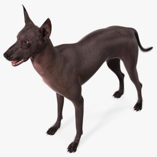 Xoloitzquintle Hairless Dog Black Fur Rigged 3D model